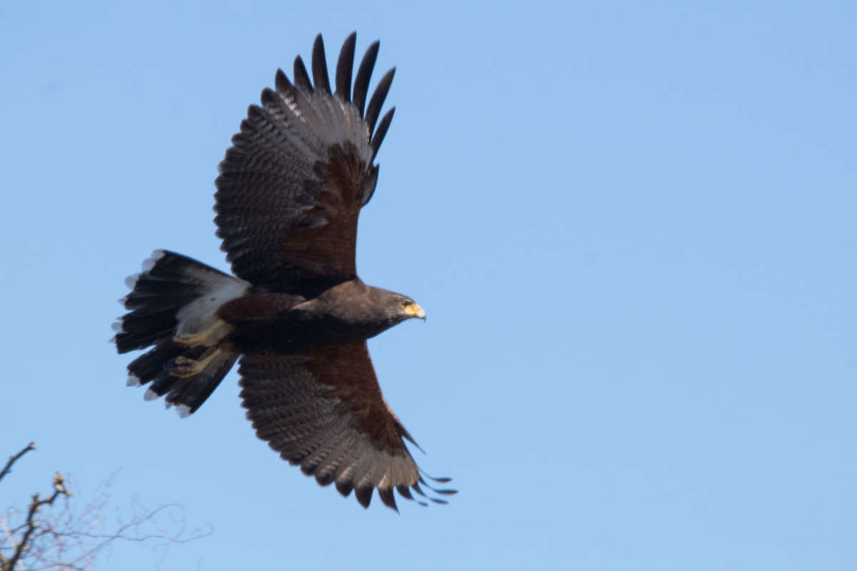 Harris's Hawk - ML622938323