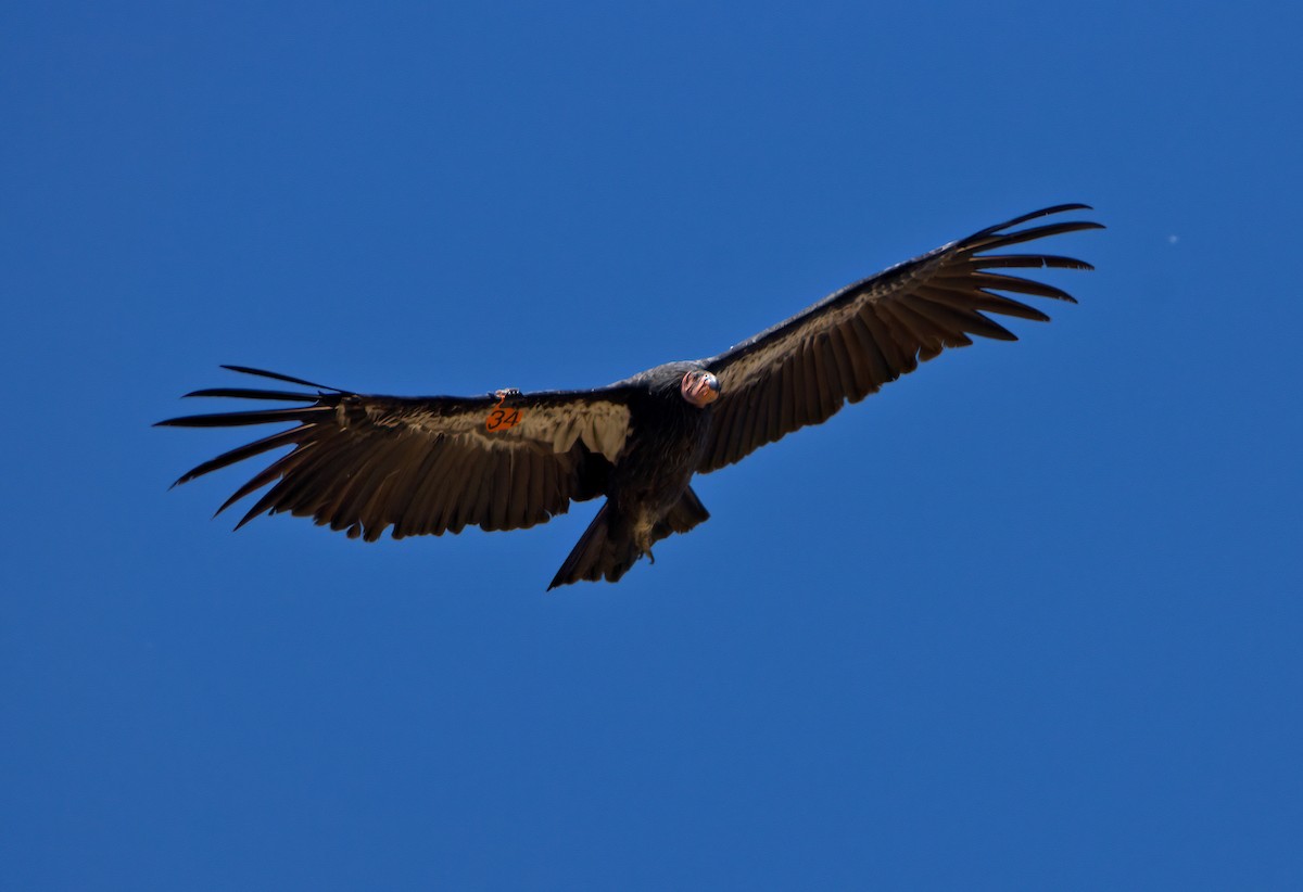 California Condor - ML622938357