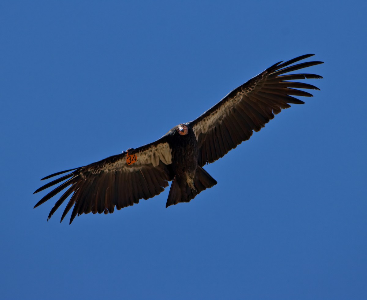 Cóndor Californiano - ML622938363