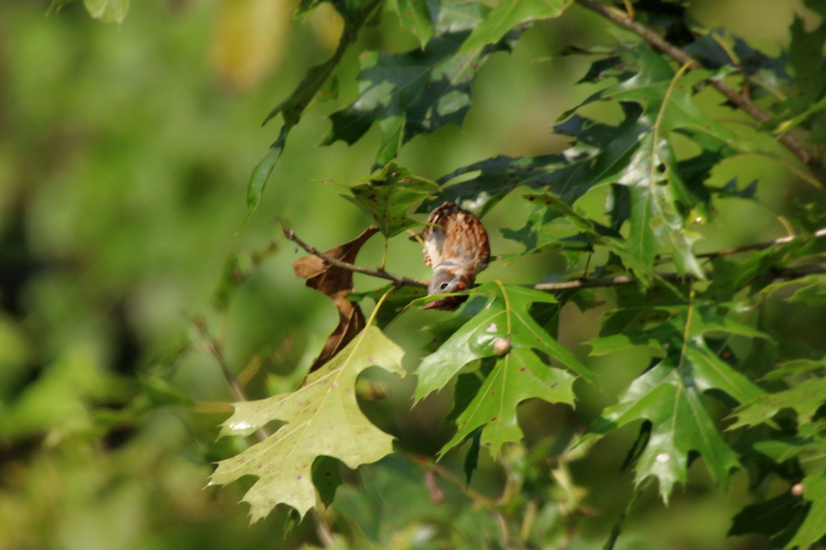 Field Sparrow - ML622938374