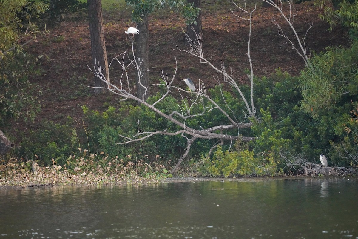 Black-crowned Night Heron - ML622938379