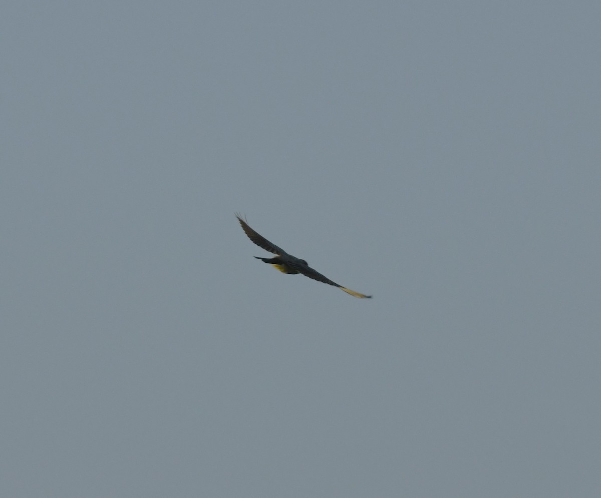 yellow-bellied kingbird sp. - ML622938399