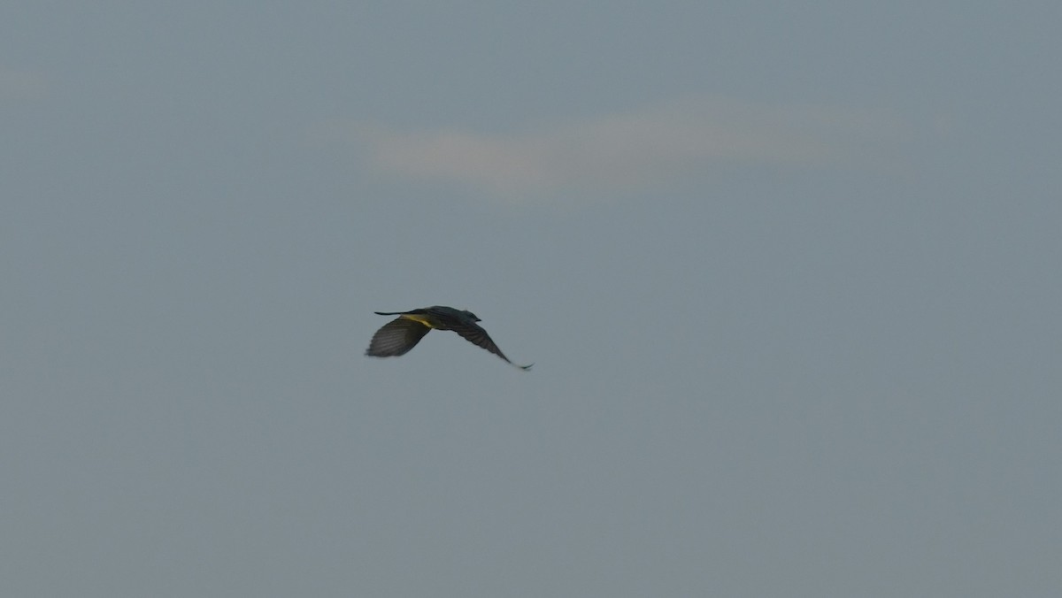 yellow-bellied kingbird sp. - ML622938400