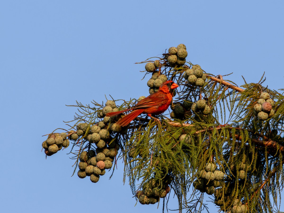 Cardinal rouge - ML622938552