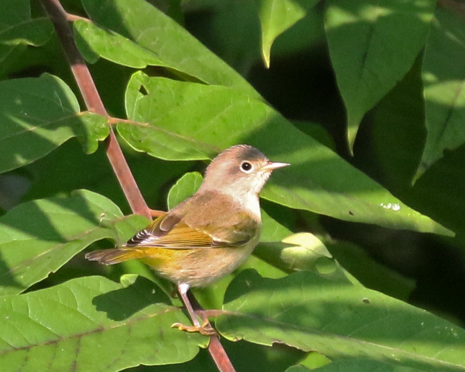 Nashville Warbler - Linda Scrima