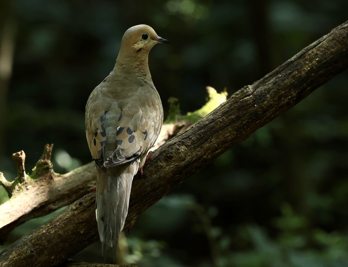 Mourning Dove - Grace Simms  🐦‍⬛