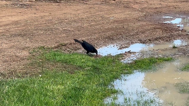 White-winged Chough - ML622938602