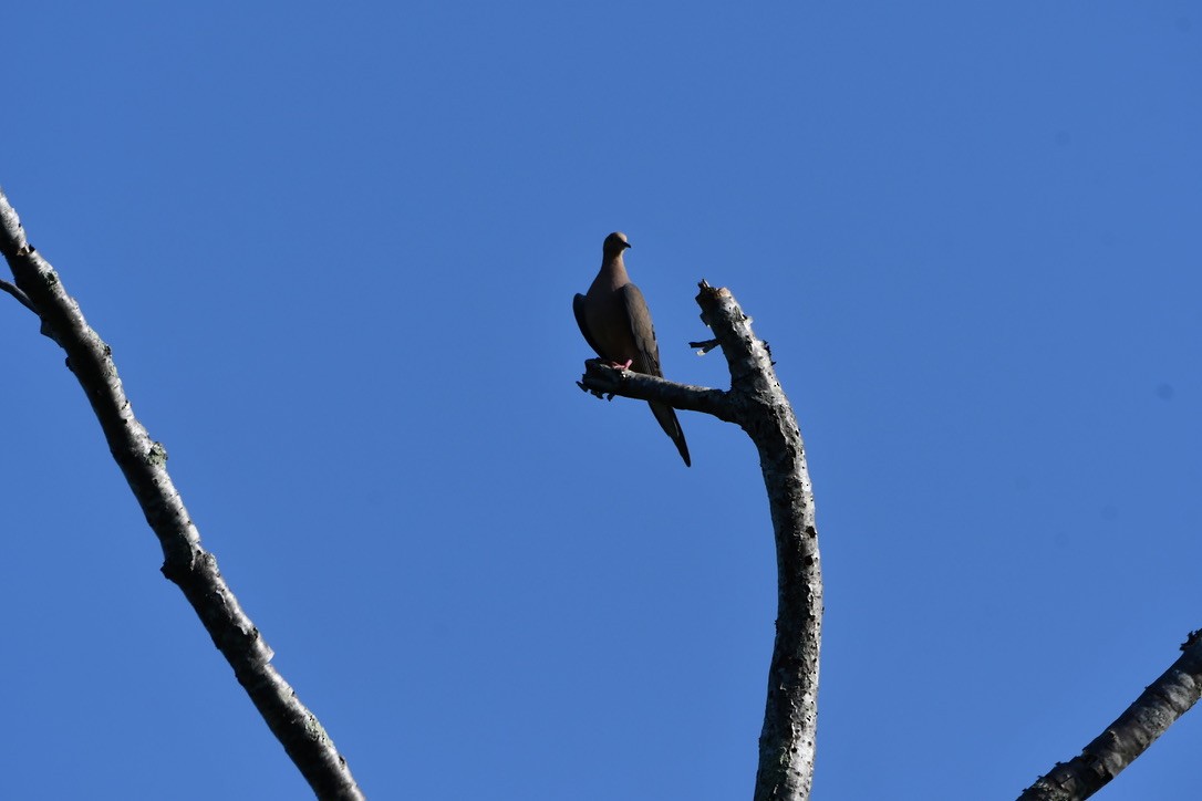 Mourning Dove - ML622938616