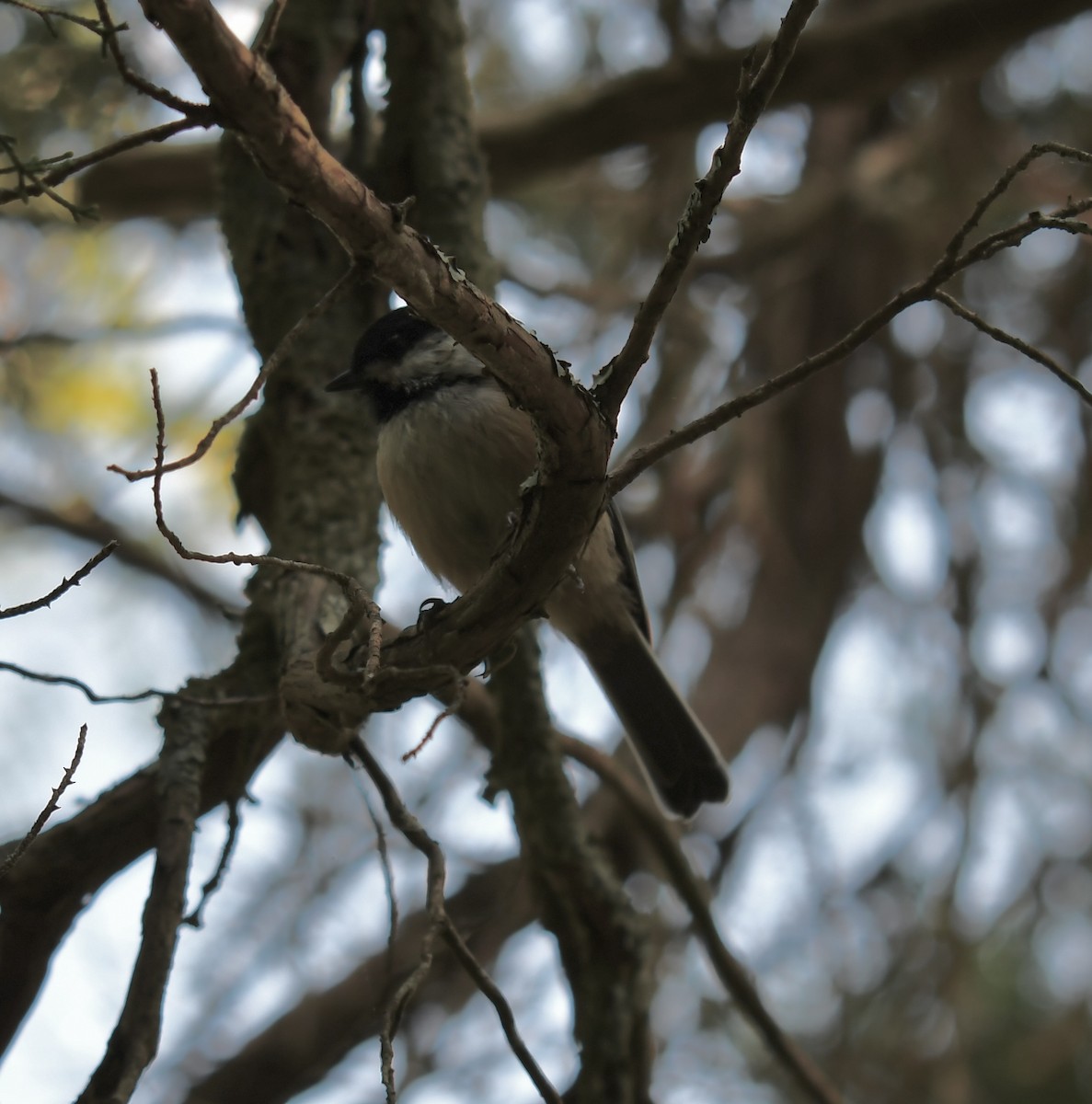 Black-capped Chickadee - Terri Needham