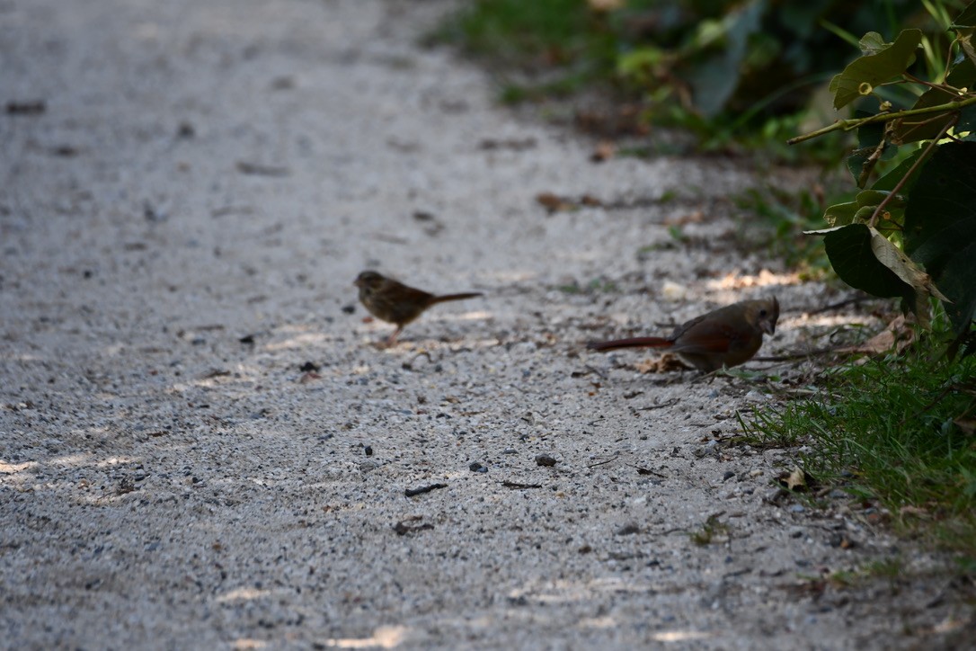 Song Sparrow - ML622938674