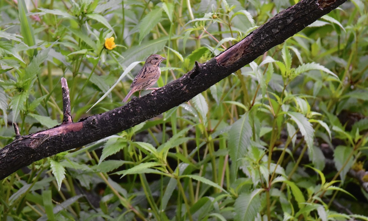 Lincoln's Sparrow - Nick  Park