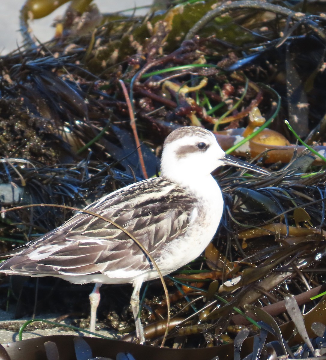 Red-necked Phalarope - Maggie Smith