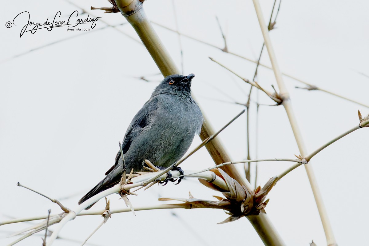 Striated Starling - Jorge de Leon Cardozo