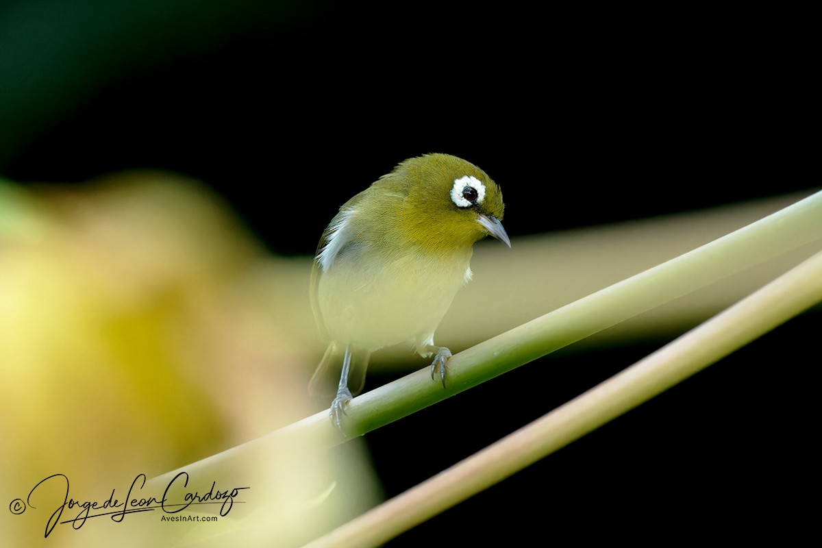 Green-backed White-eye - ML622938764