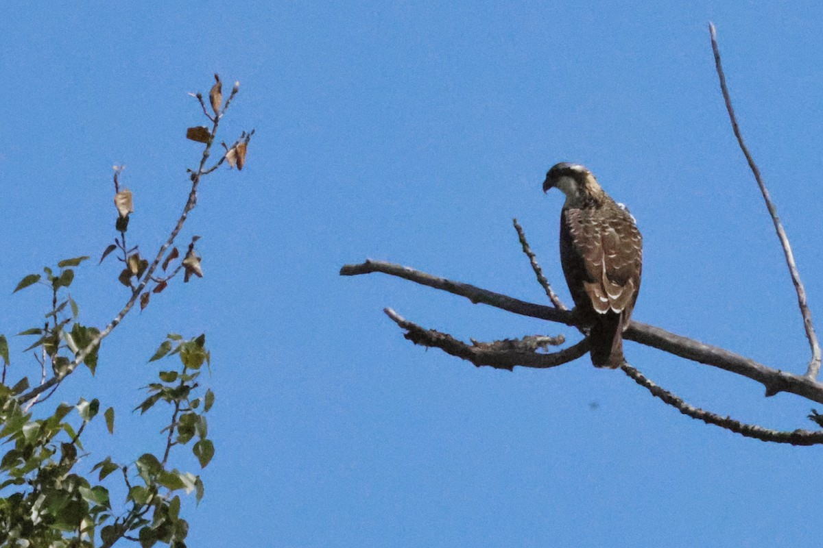 Osprey - Paul Prappas