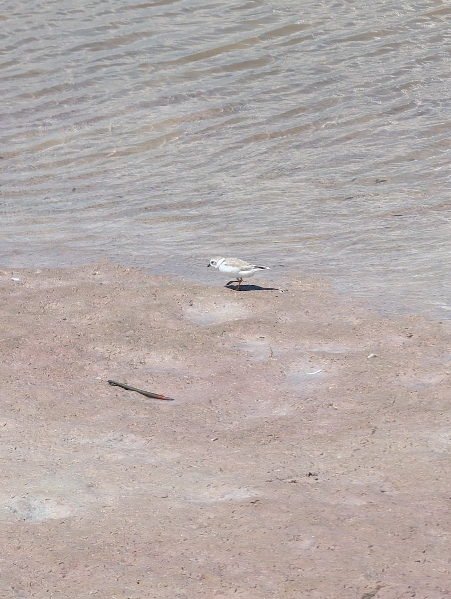 Piping Plover - Emily Wei