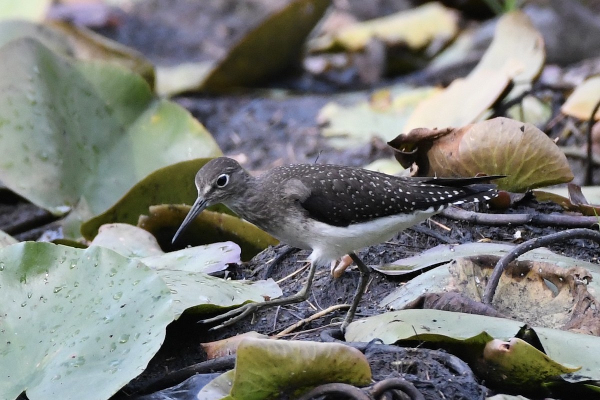 Solitary Sandpiper - ML622938779