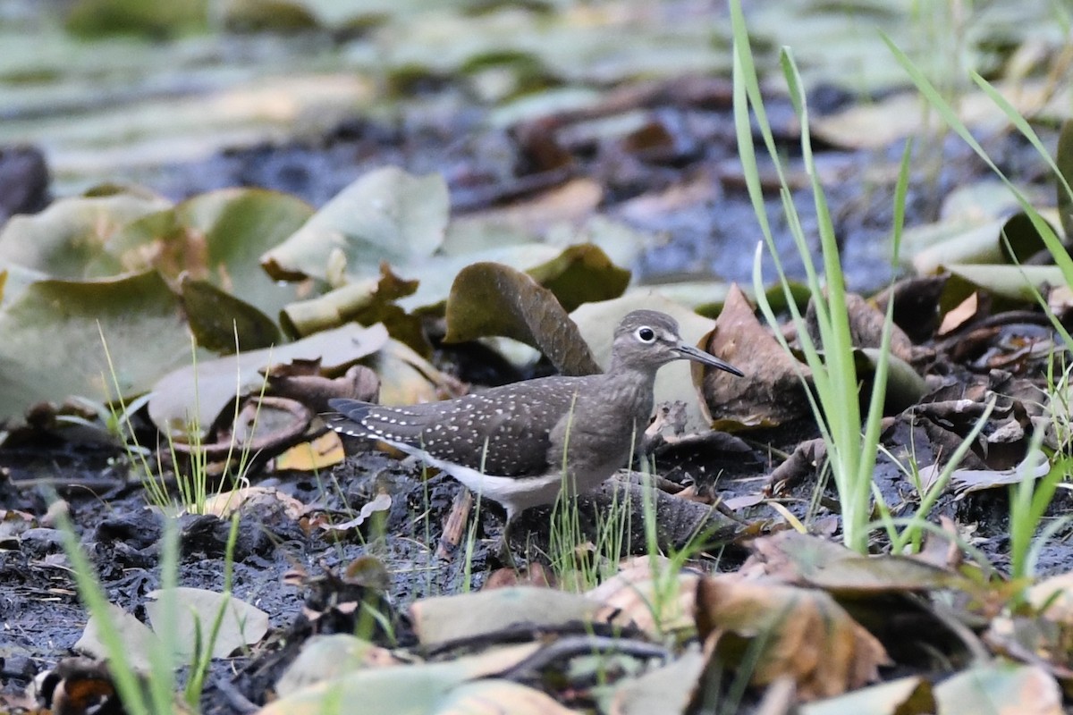 Solitary Sandpiper - ML622938780