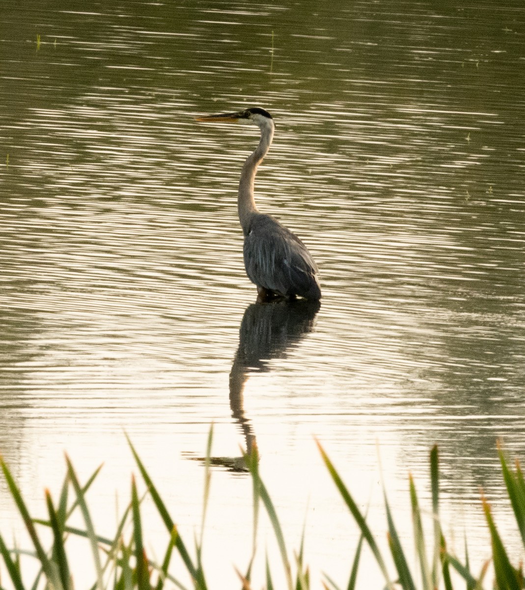 Great Blue Heron - ML622938836