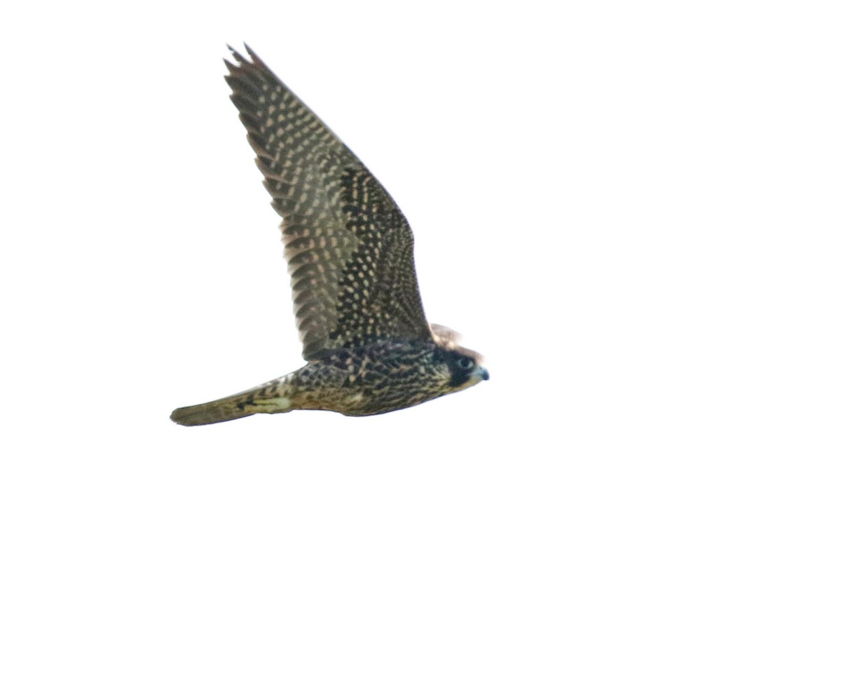 Peregrine Falcon - ML622938838