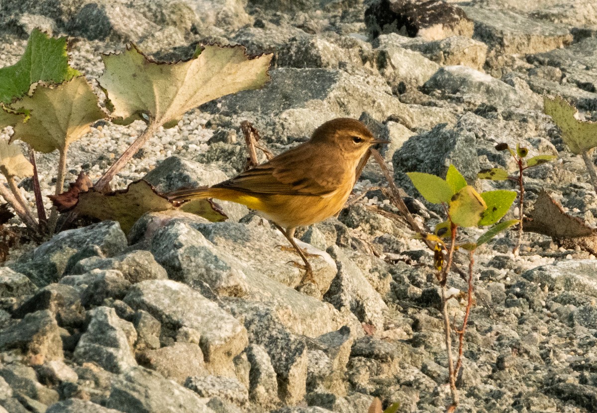 Palm Warbler - ML622938854