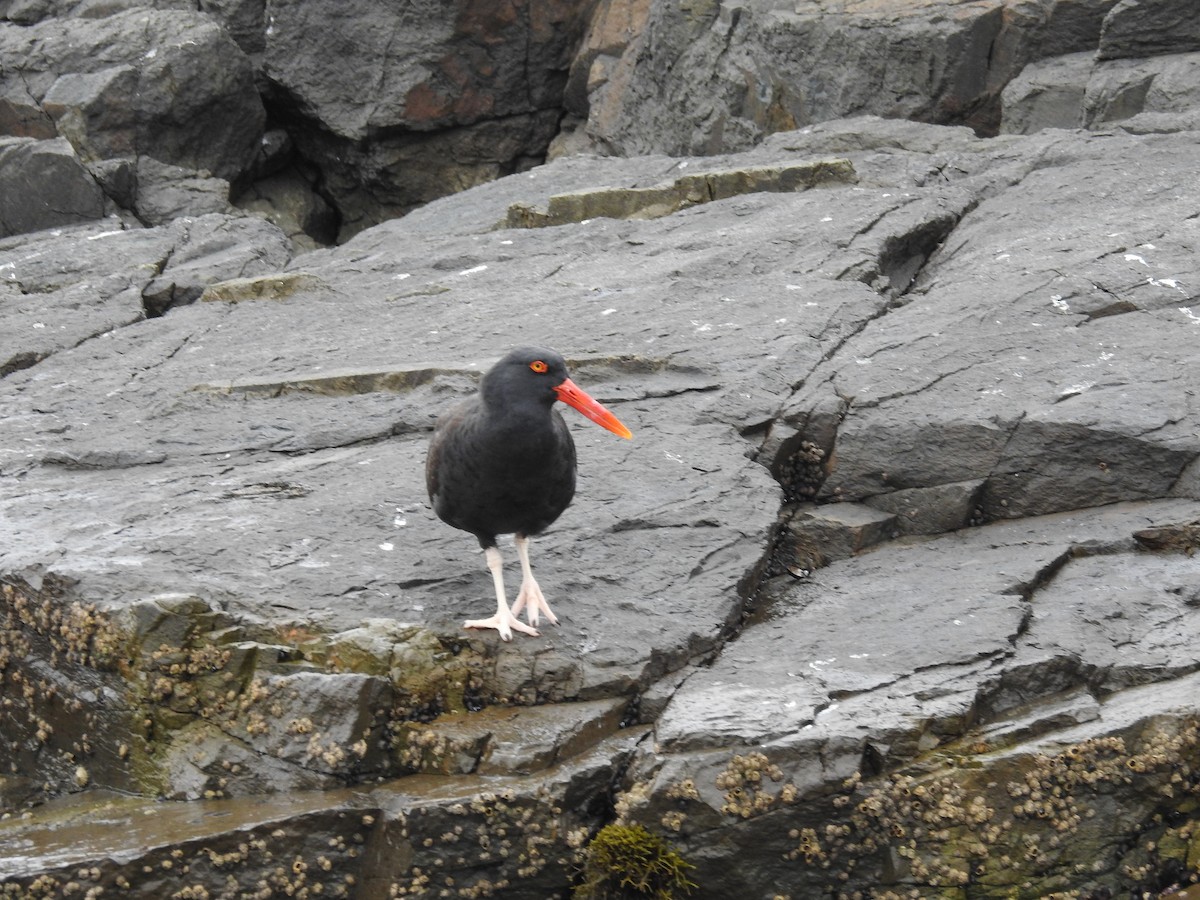 Blackish Oystercatcher - ML622938860