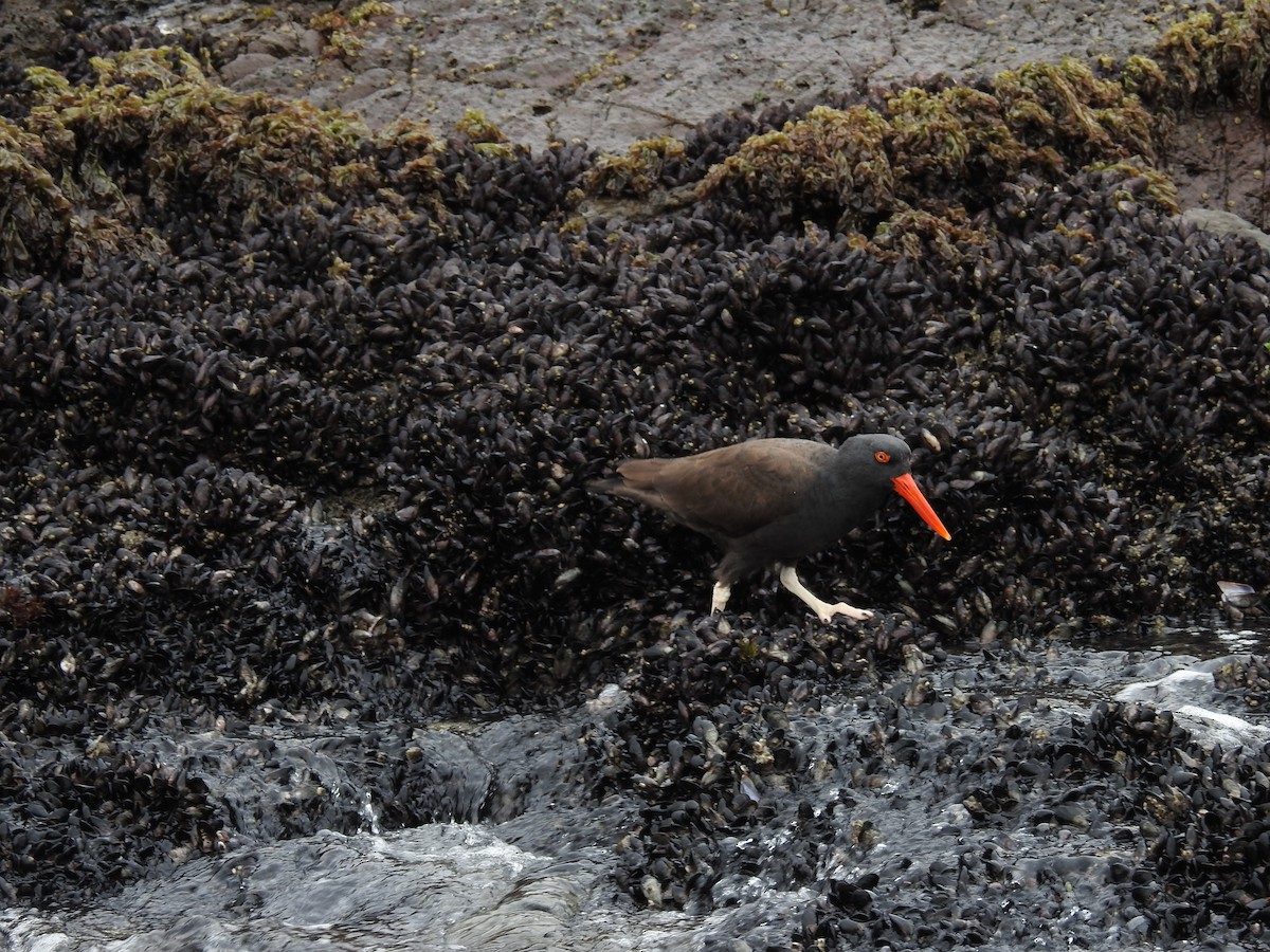 Blackish Oystercatcher - ML622938861