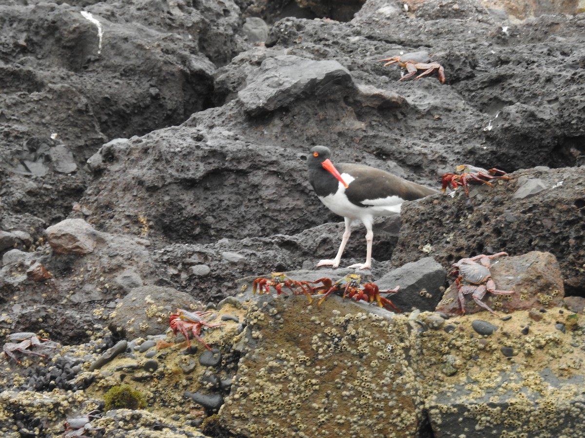 American Oystercatcher - ML622938874