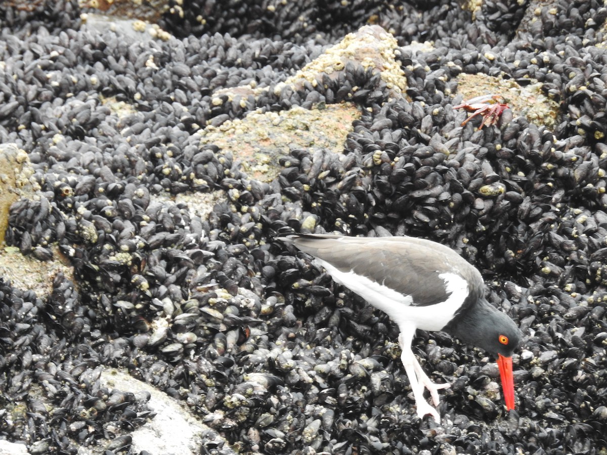 American Oystercatcher - ML622938875