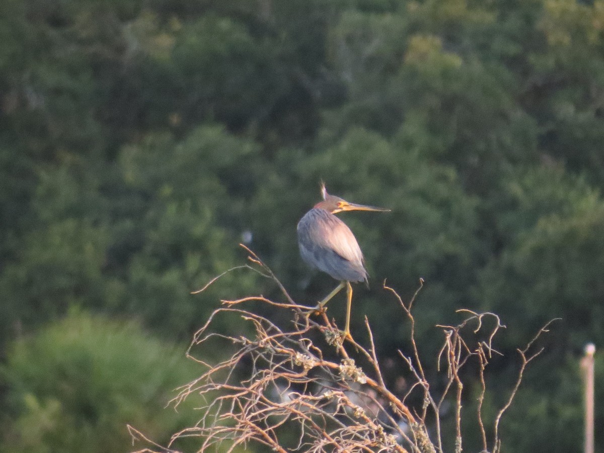 Tricolored Heron - Benjamin Althouse