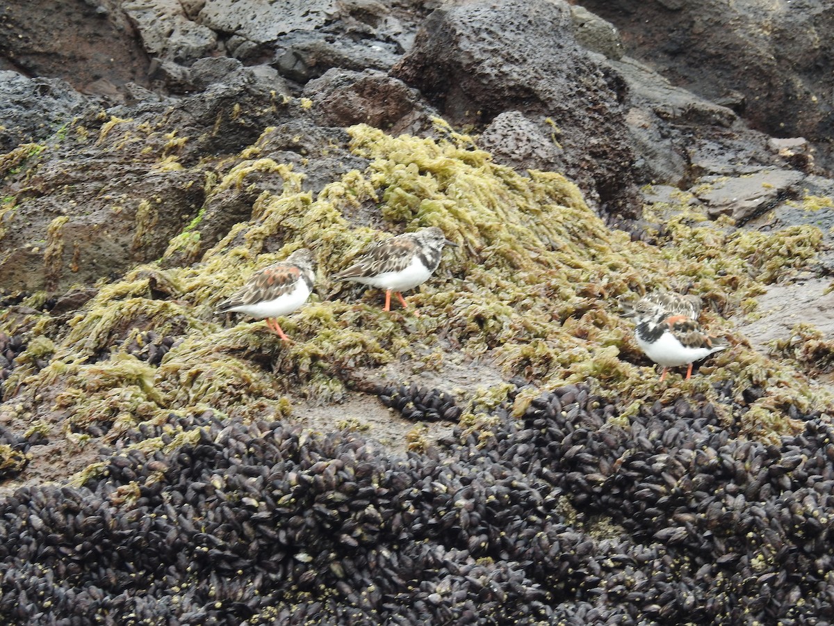 Ruddy Turnstone - ML622938889