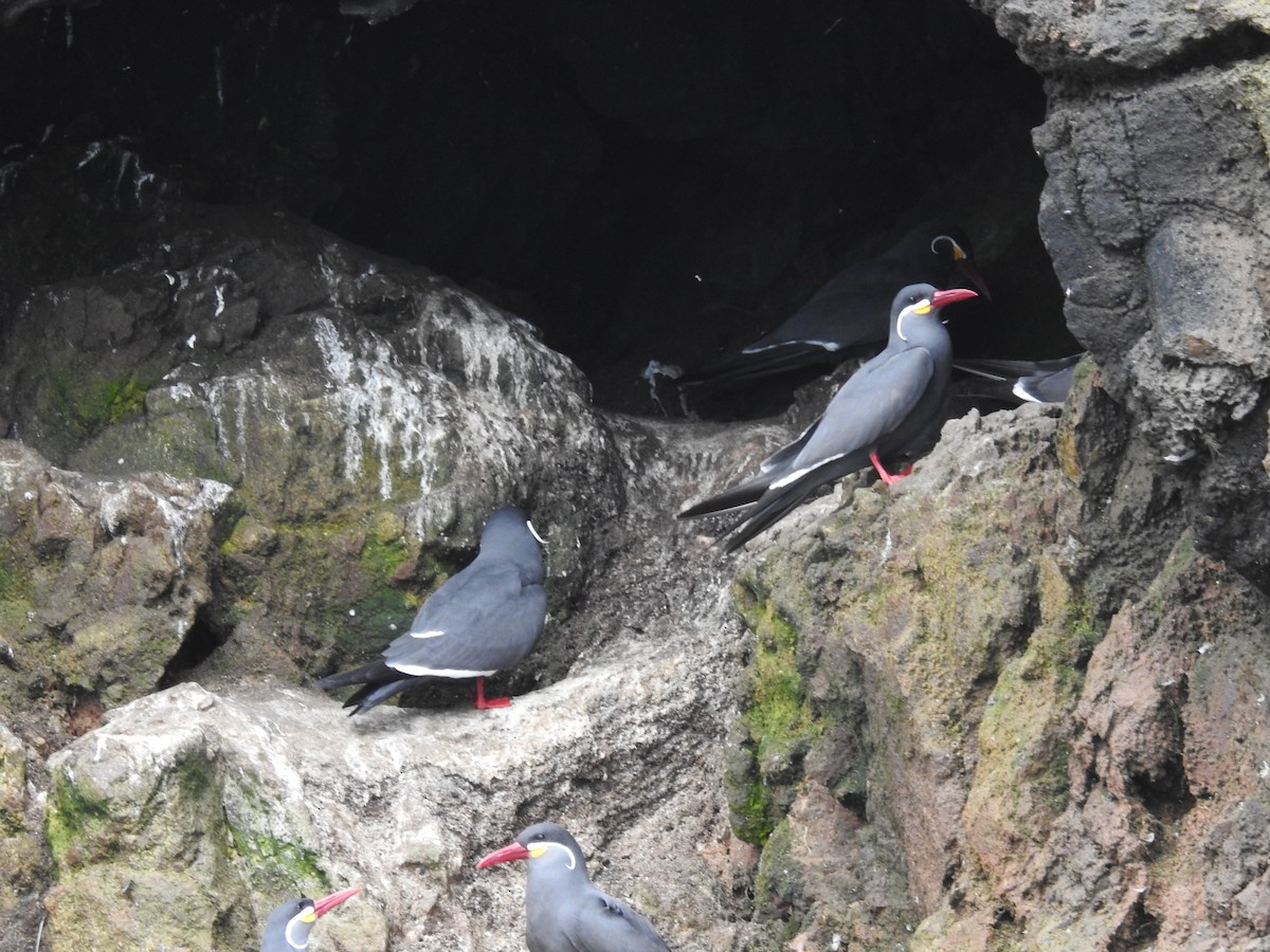 Inca Tern - ML622938914