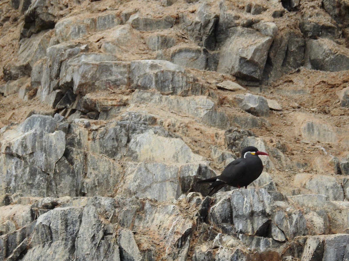 Inca Tern - Kate Stone