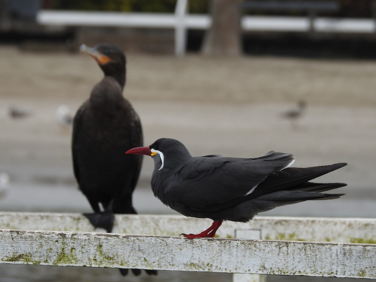 Inca Tern - ML622938916