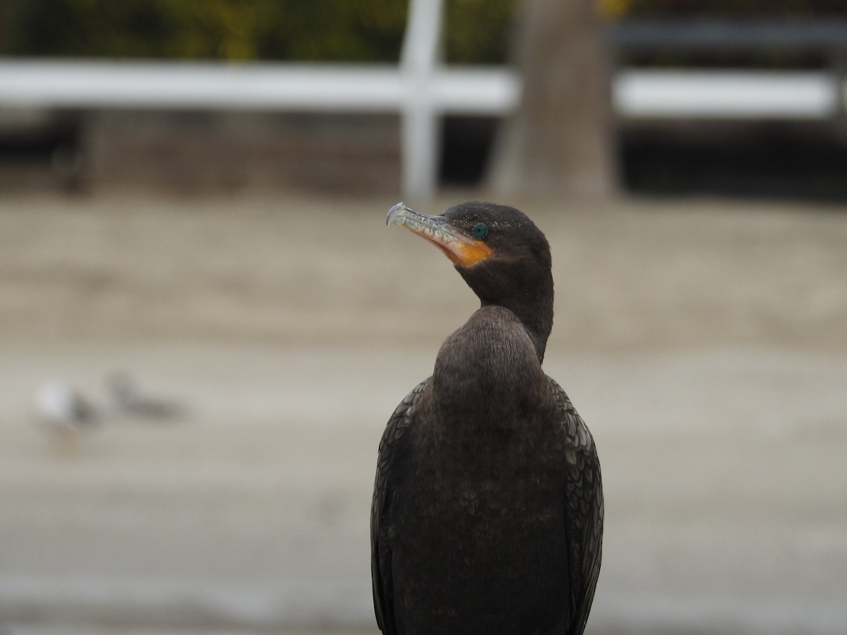 Neotropic Cormorant - ML622938970