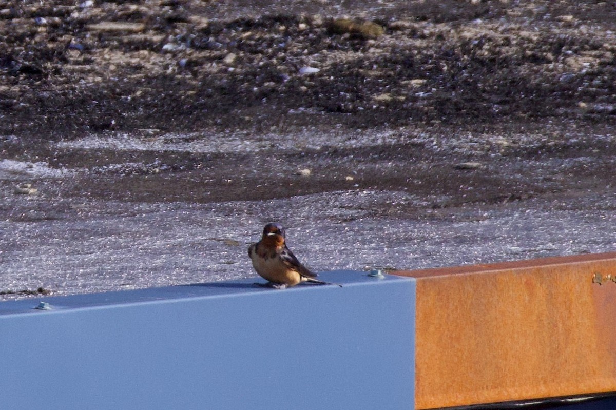 Barn Swallow - ML622938974