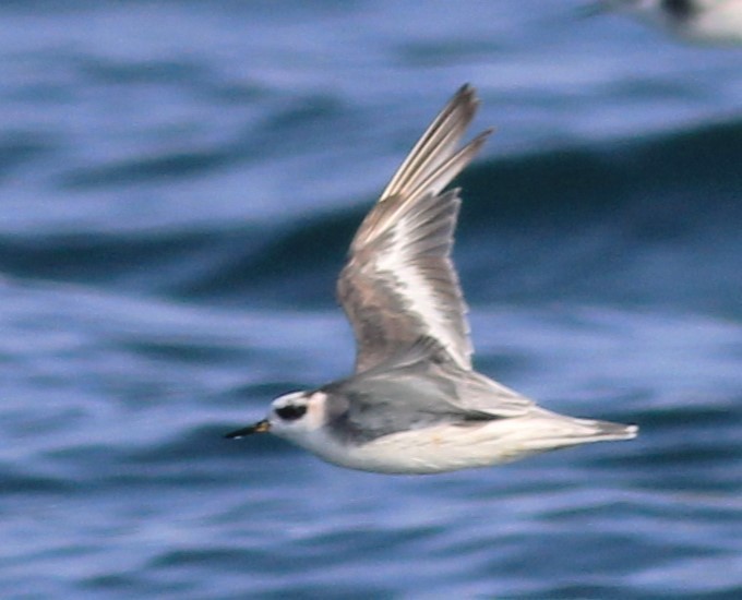 Red Phalarope - ML622939016