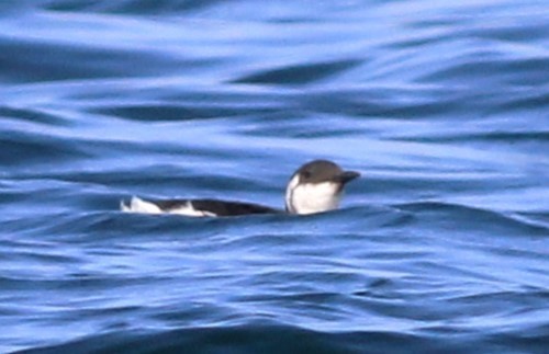 Common Murre - ML622939023