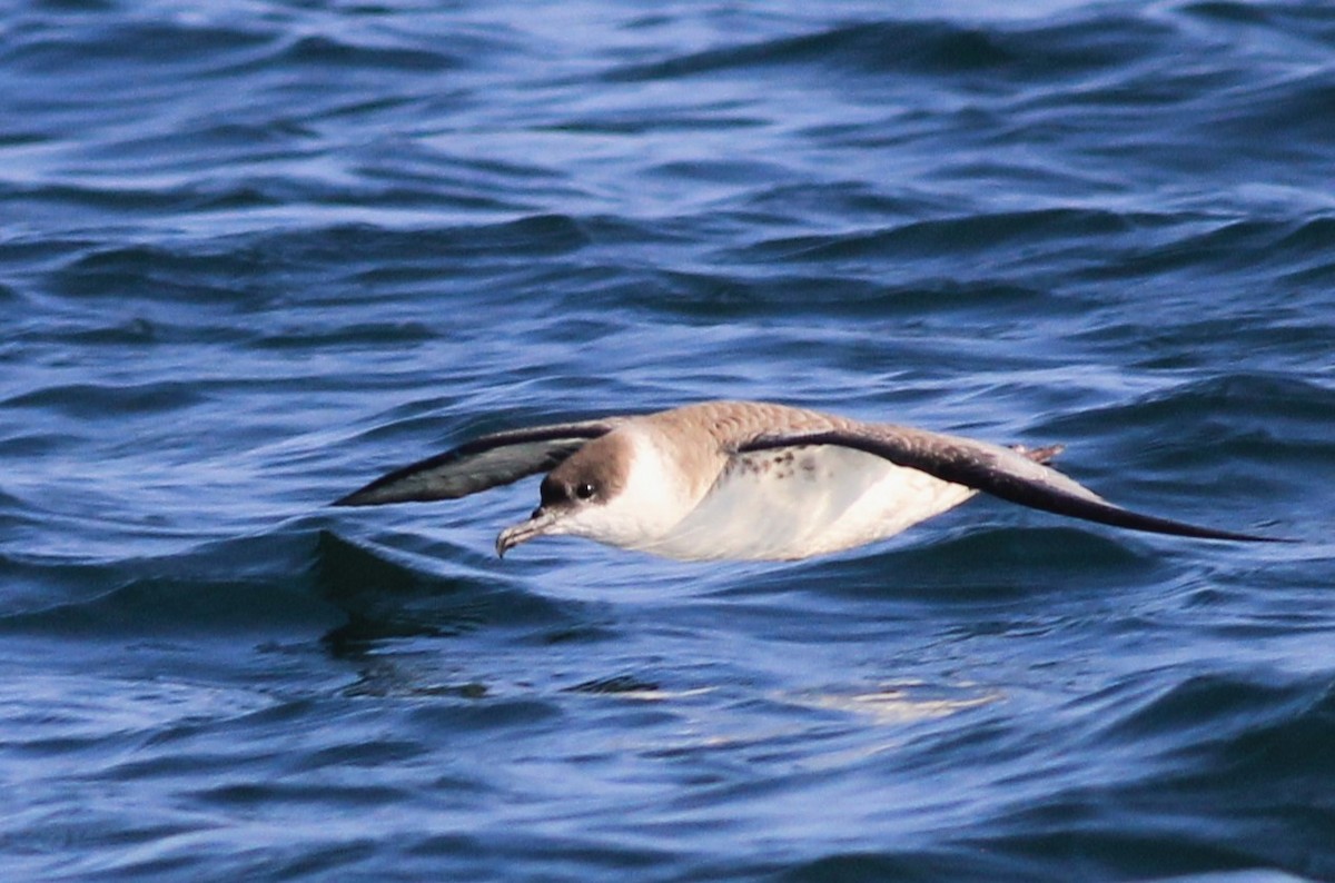 Great Shearwater - Harold Forsyth