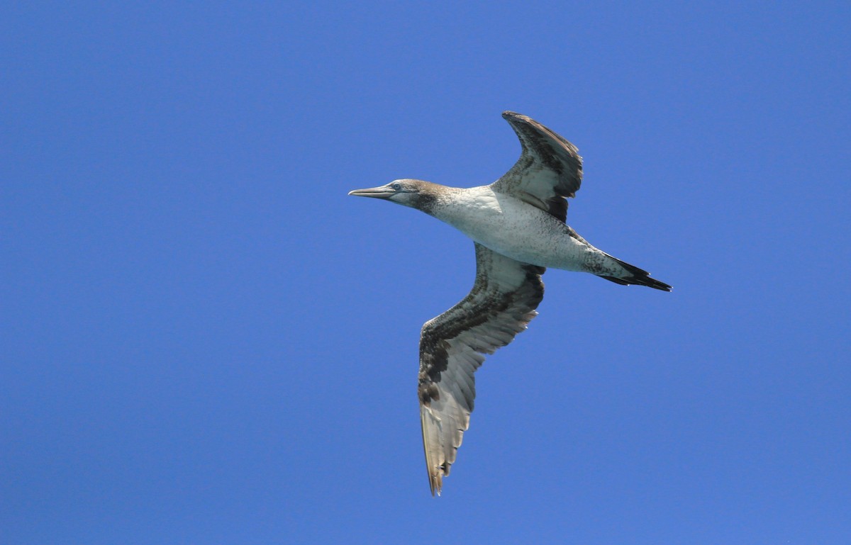 Northern Gannet - ML622939035