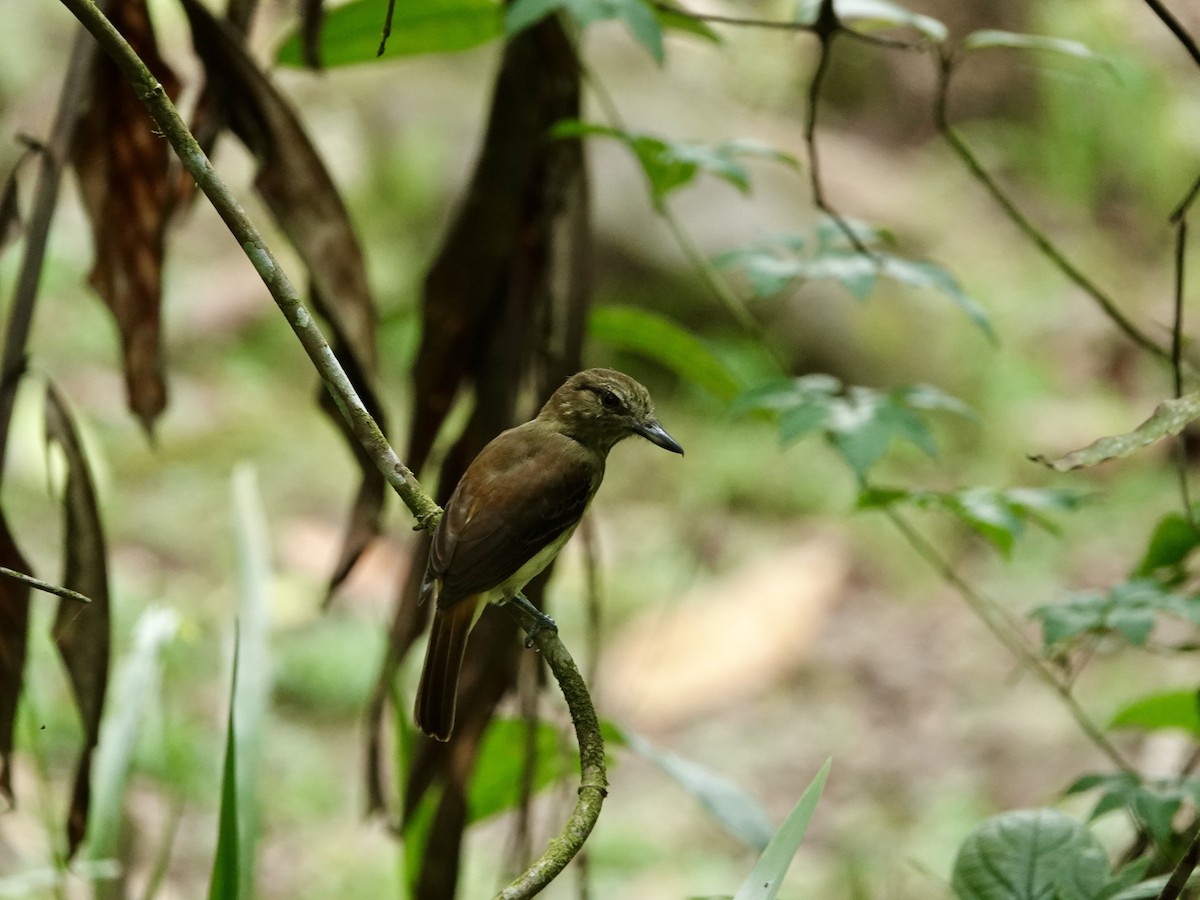 Bright-rumped Attila - ML622939054