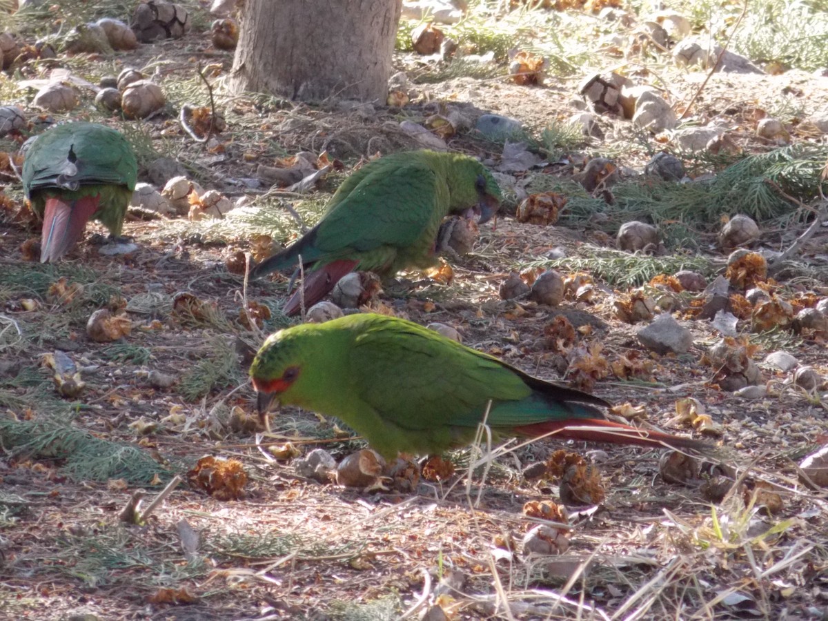 Slender-billed Parakeet - ML622939059