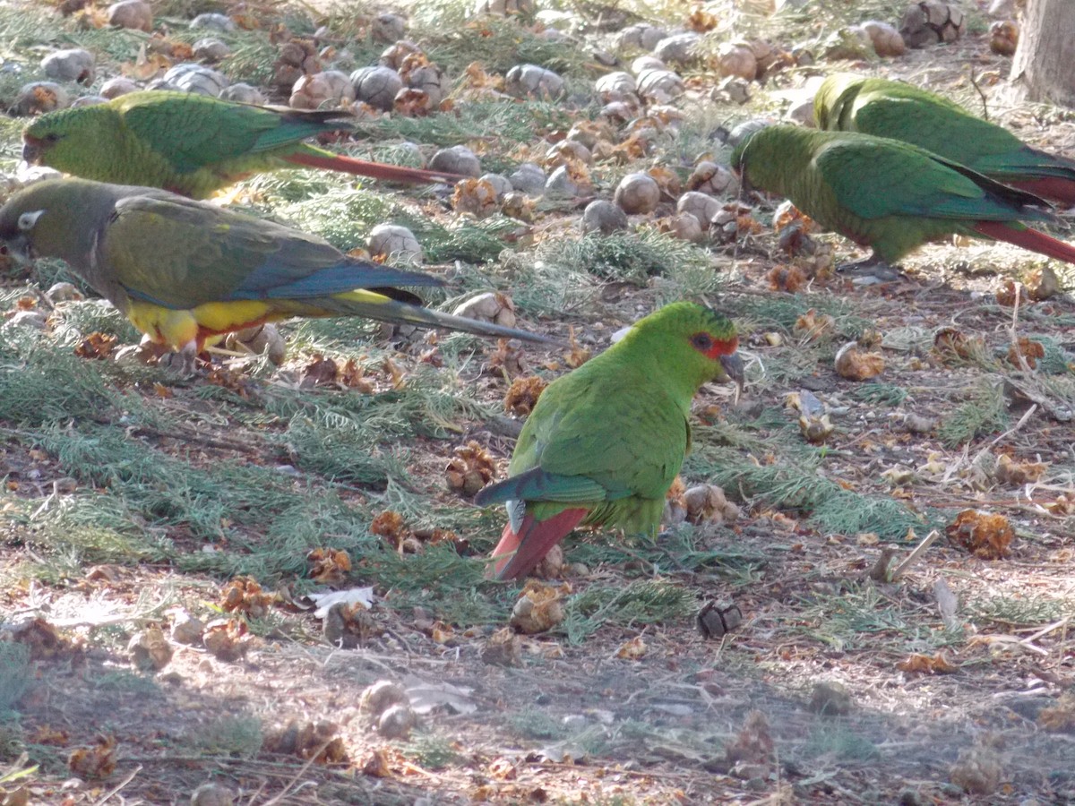 Slender-billed Parakeet - ML622939071