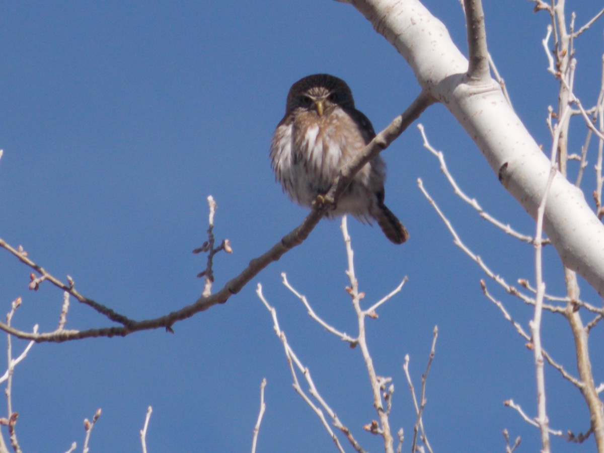 Austral Pygmy-Owl - ML622939084