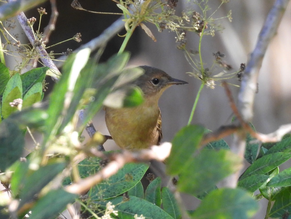 Common Yellowthroat - Sheila Morgan-DeChellis