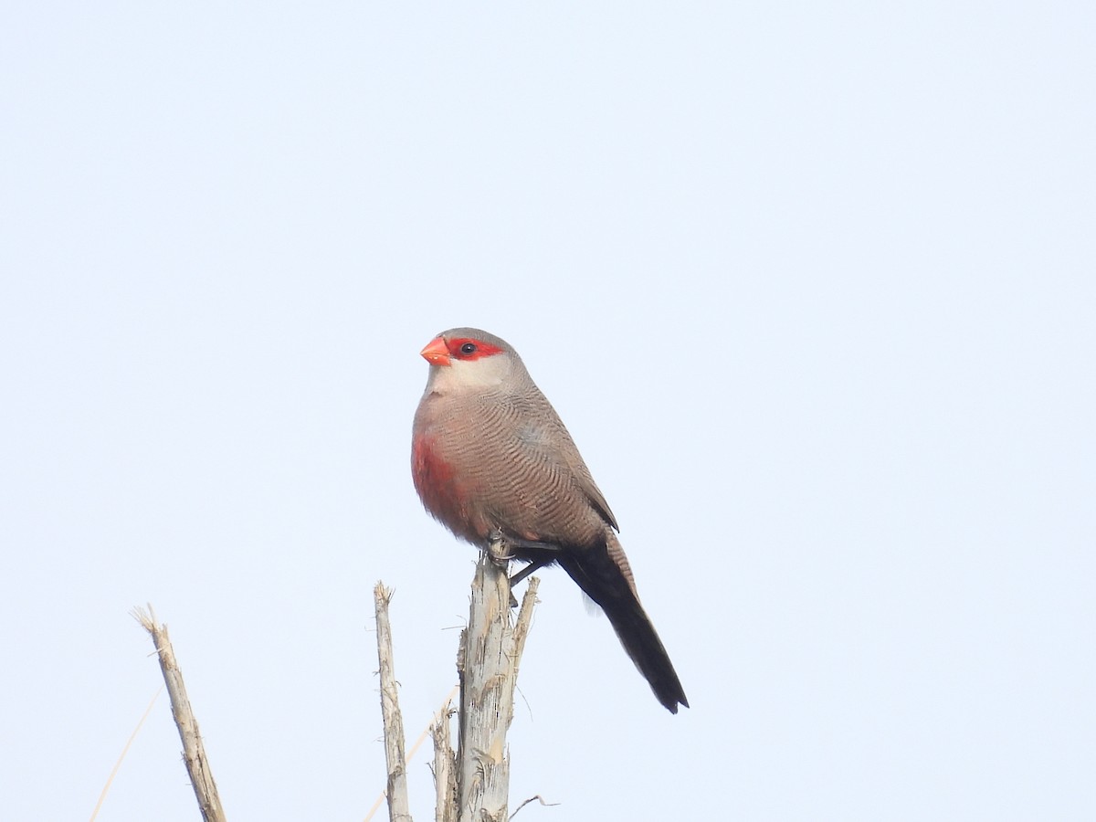 Common Waxbill - Faye Dion