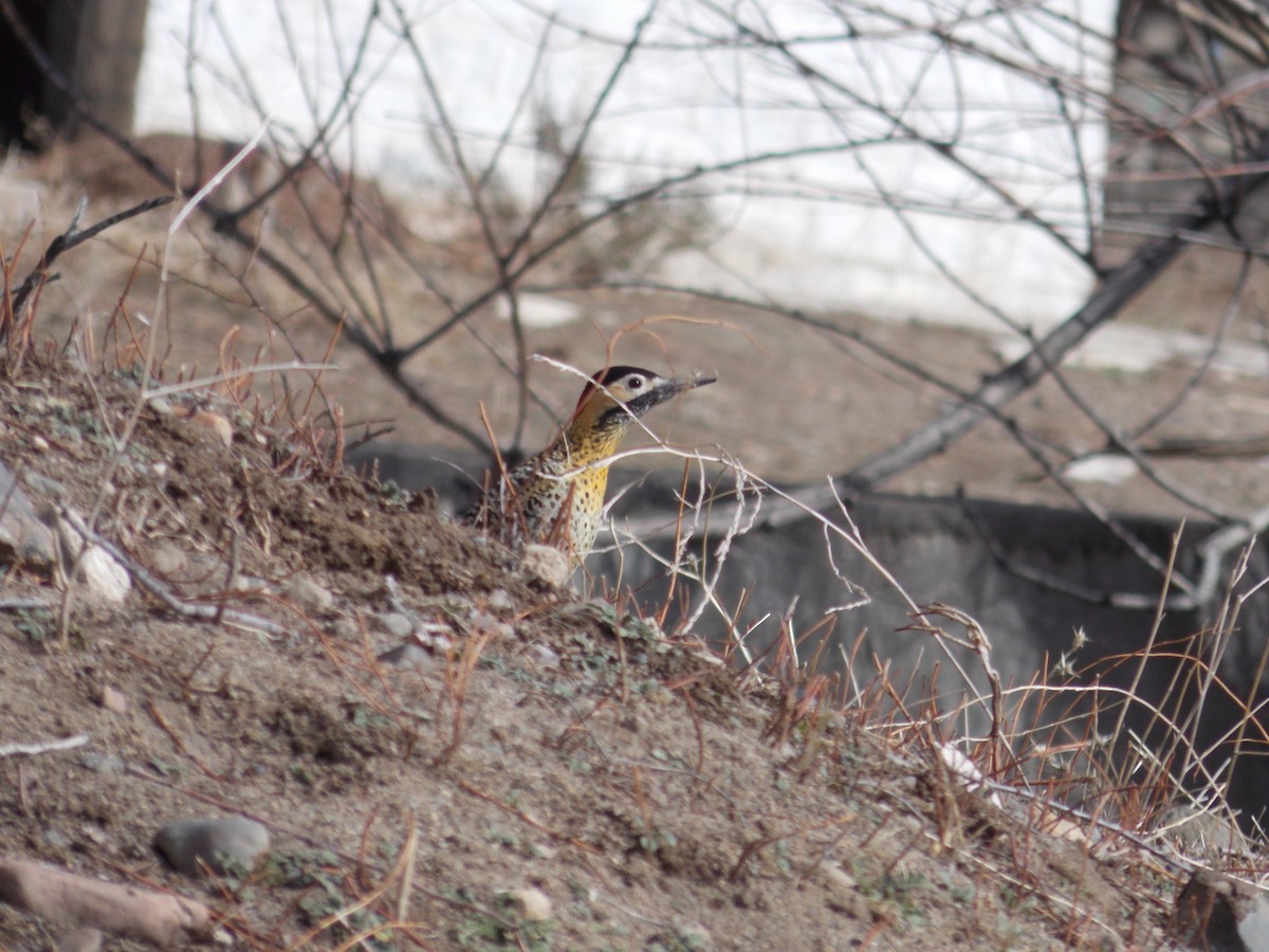 Green-barred Woodpecker - ML622939099