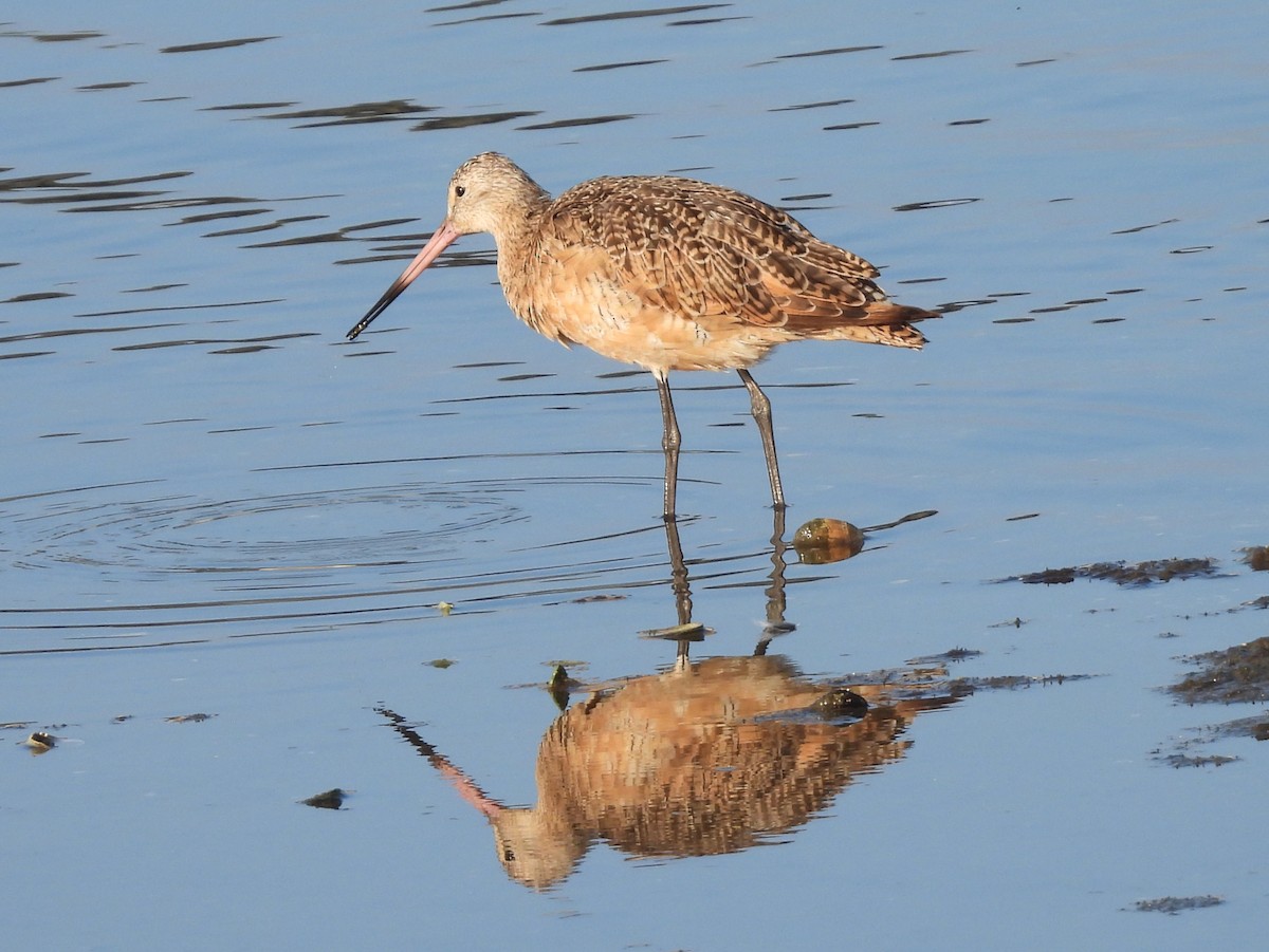 Marbled Godwit - Sheila Morgan-DeChellis