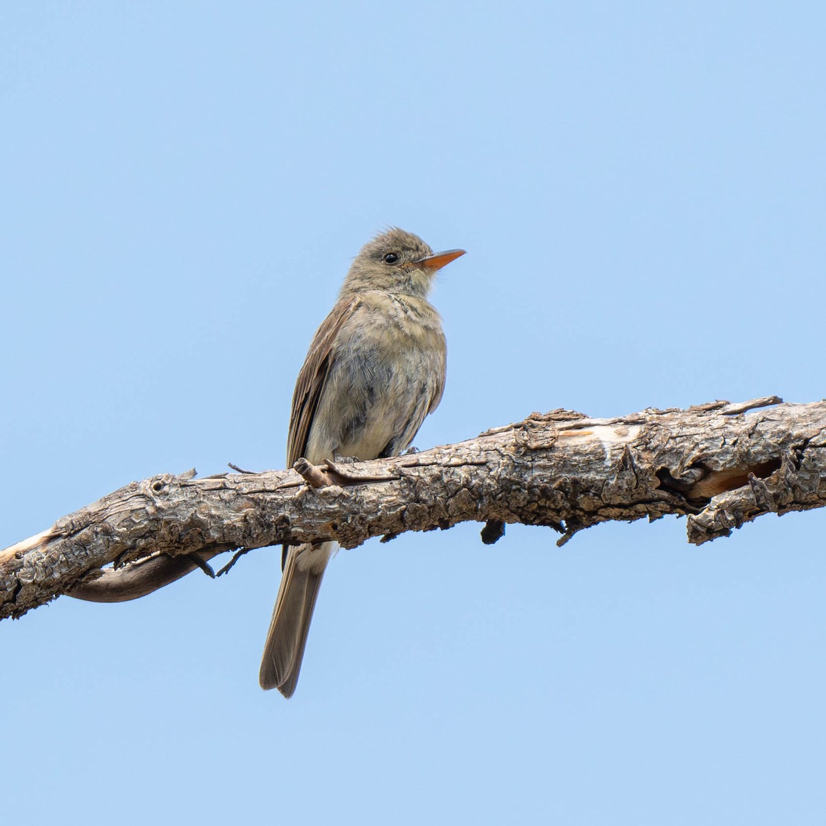 Moucherolle de Coues - ML622939128