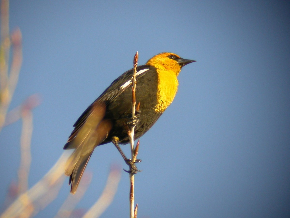 Yellow-headed Blackbird - ML622939145